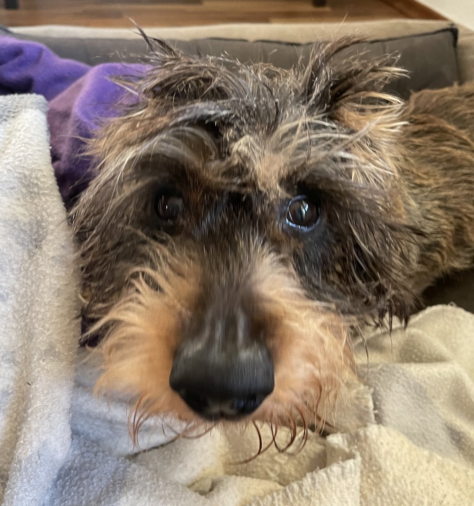 An Tetanus erkrankter Dackel mit Symptomen