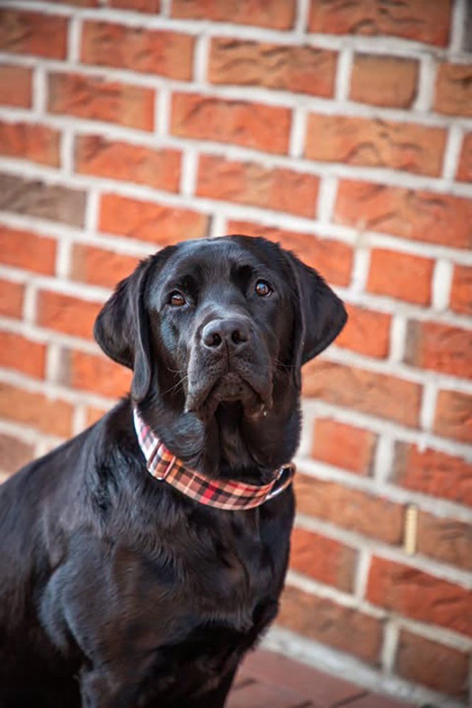 Schwarzer Labrador mit Designerhalsband Flaneur in Breite 4cm, Größe XL