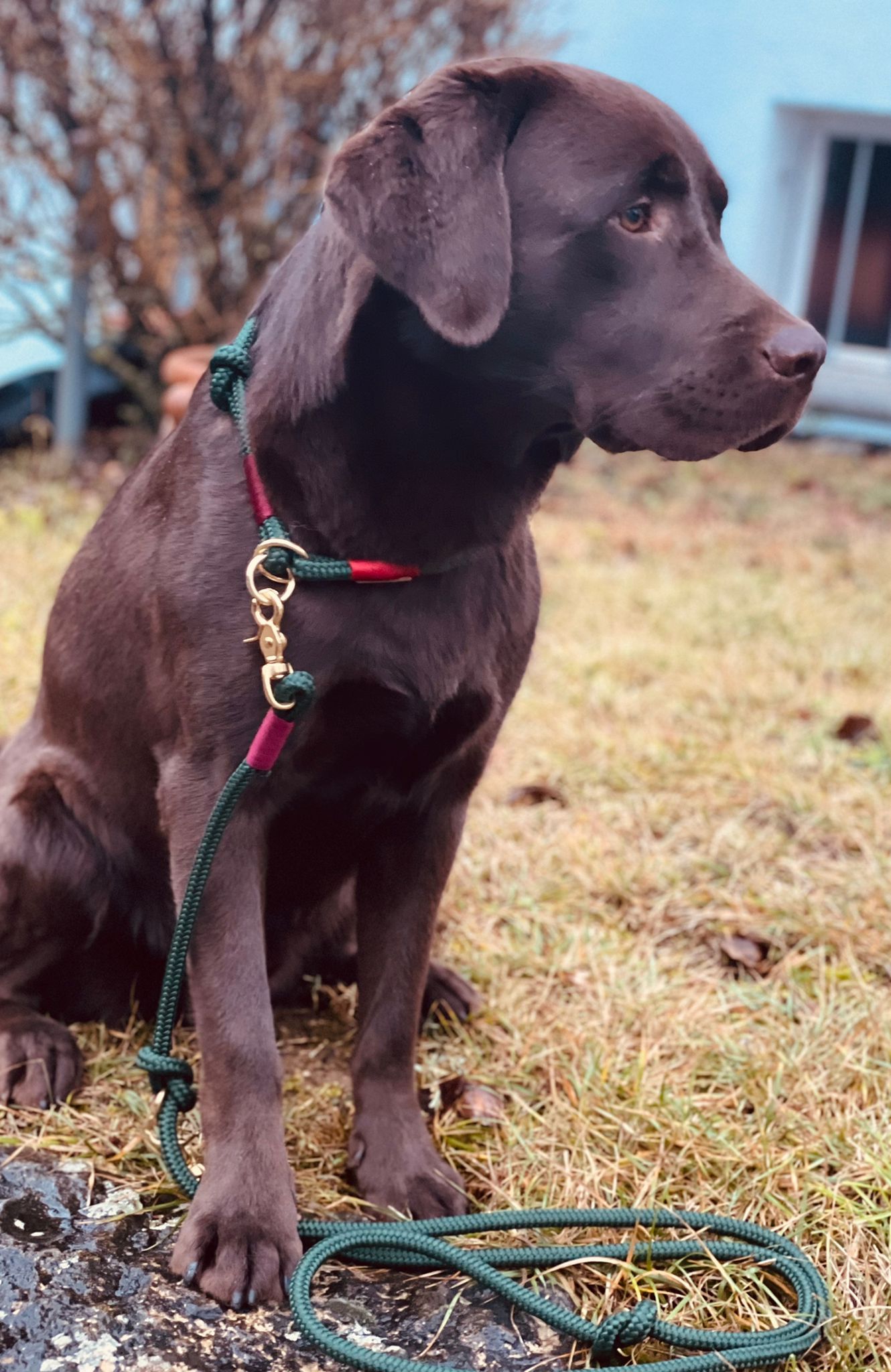 Tauset Evergreen an dunkelbraunem Labrador