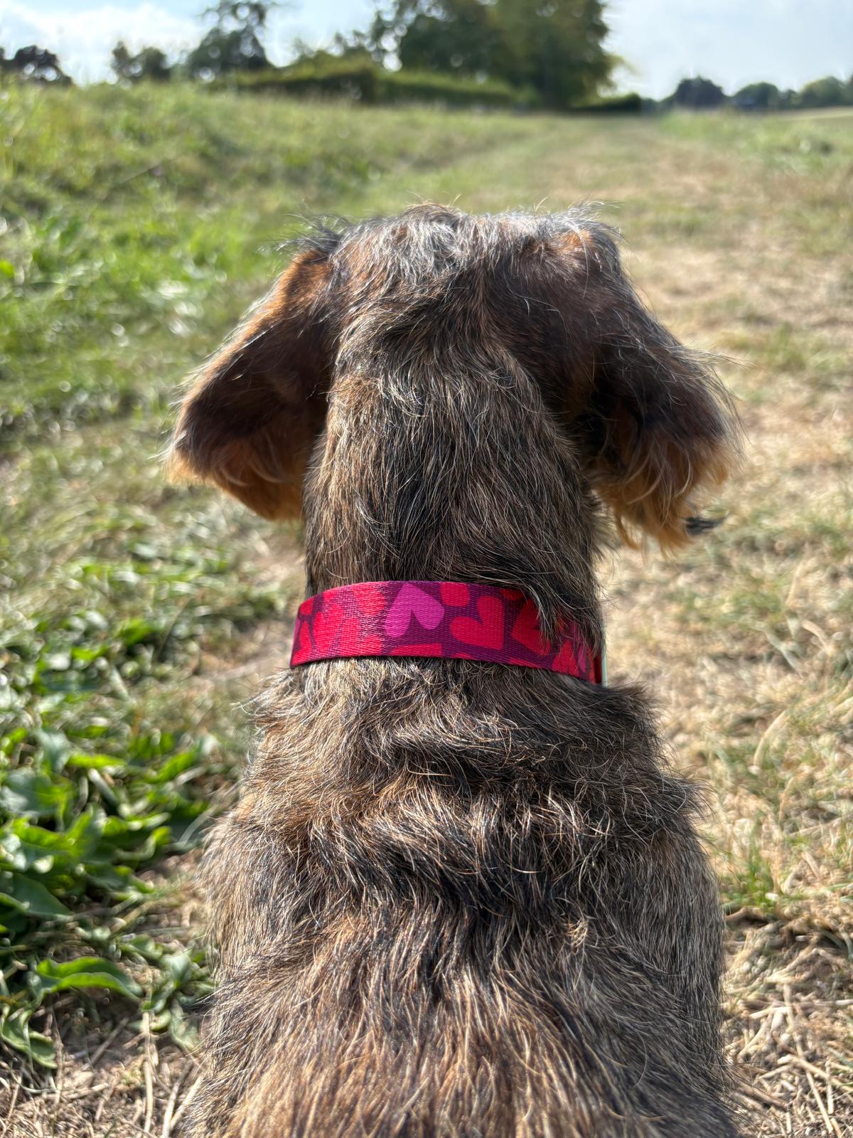 Dackel Wilma mit Halsband Herzklopfen