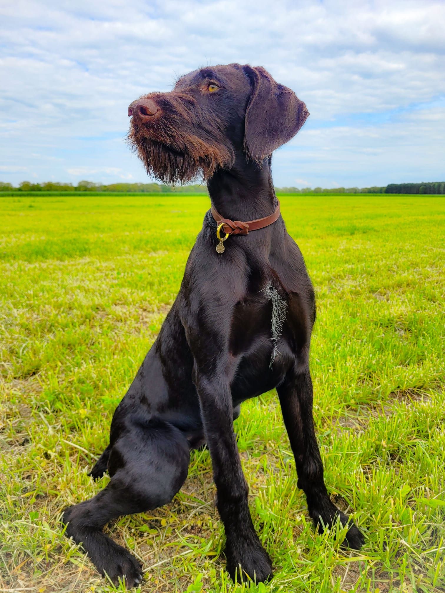 Deutschdrahhthaar Afra mit Markenband in Dunkelbraun