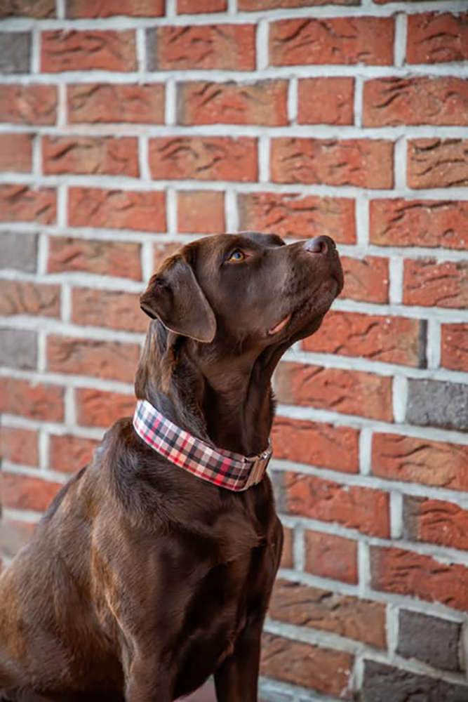 Designerhalsband Flaneur an braunem Schokolabrador