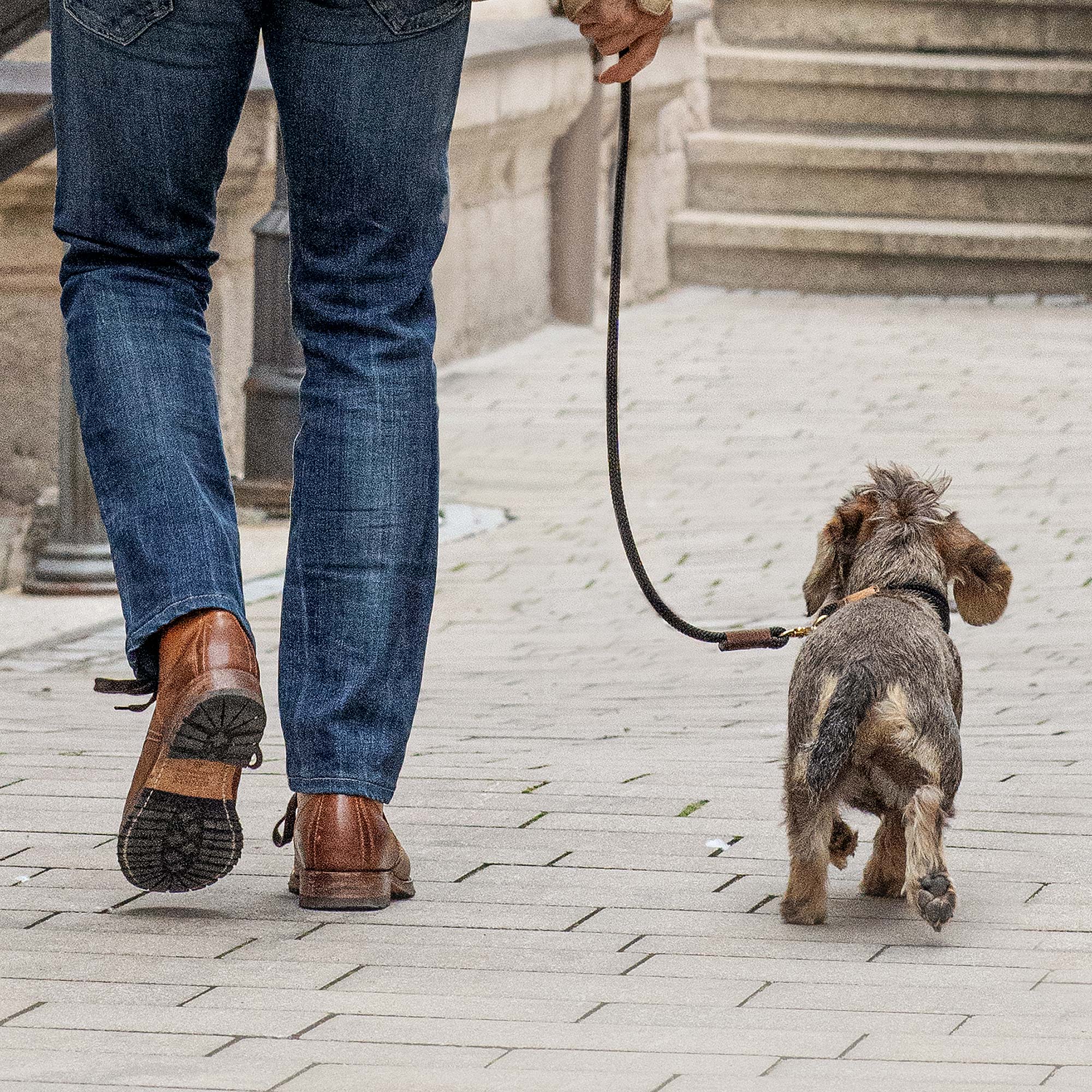 Dackel läuft an Umhängeleine Black Mamba Dunkelbraun mit Herrchen durch die Stadt