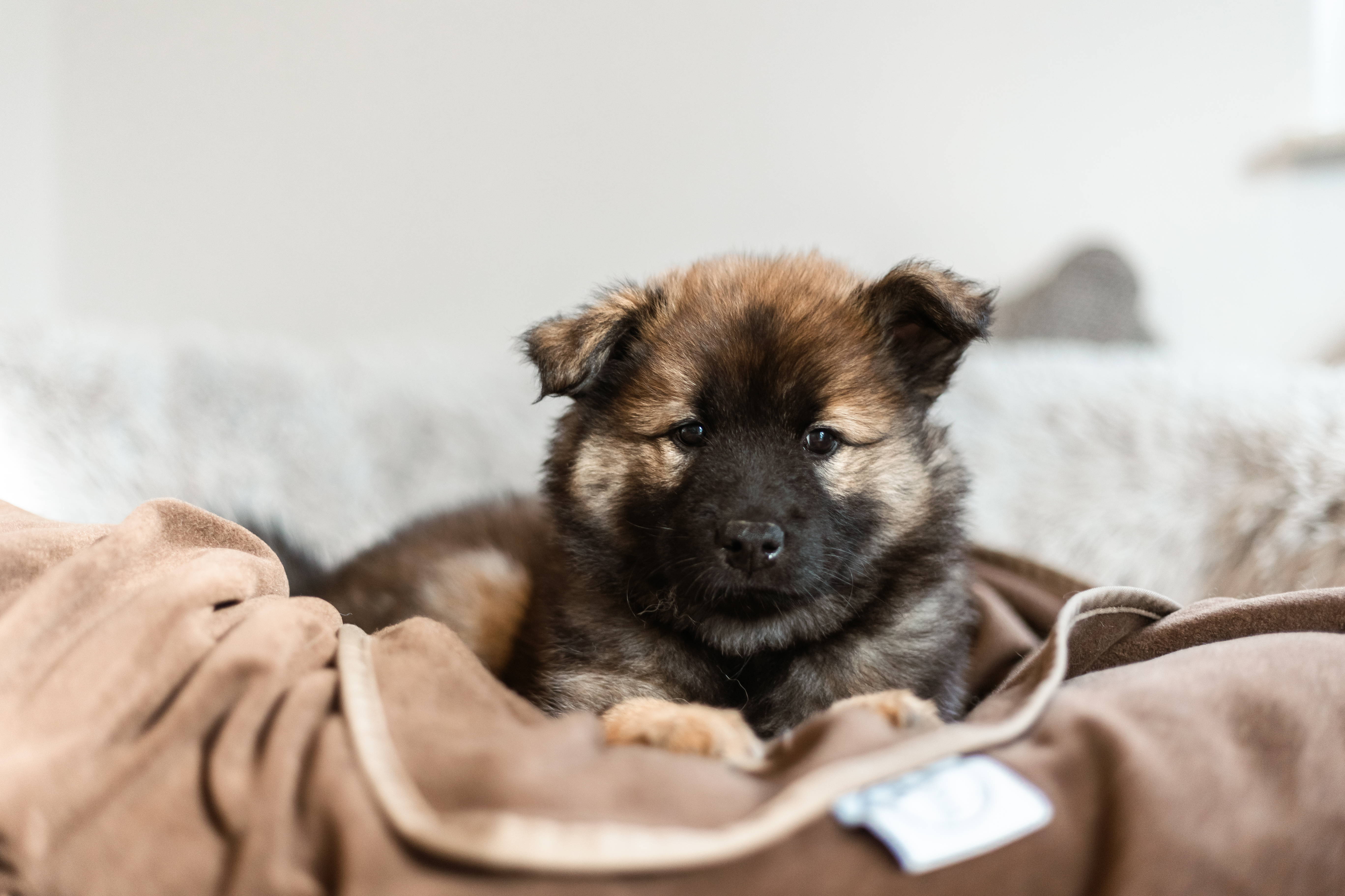 Eurasierwelpe auf Schmusedecke Braun