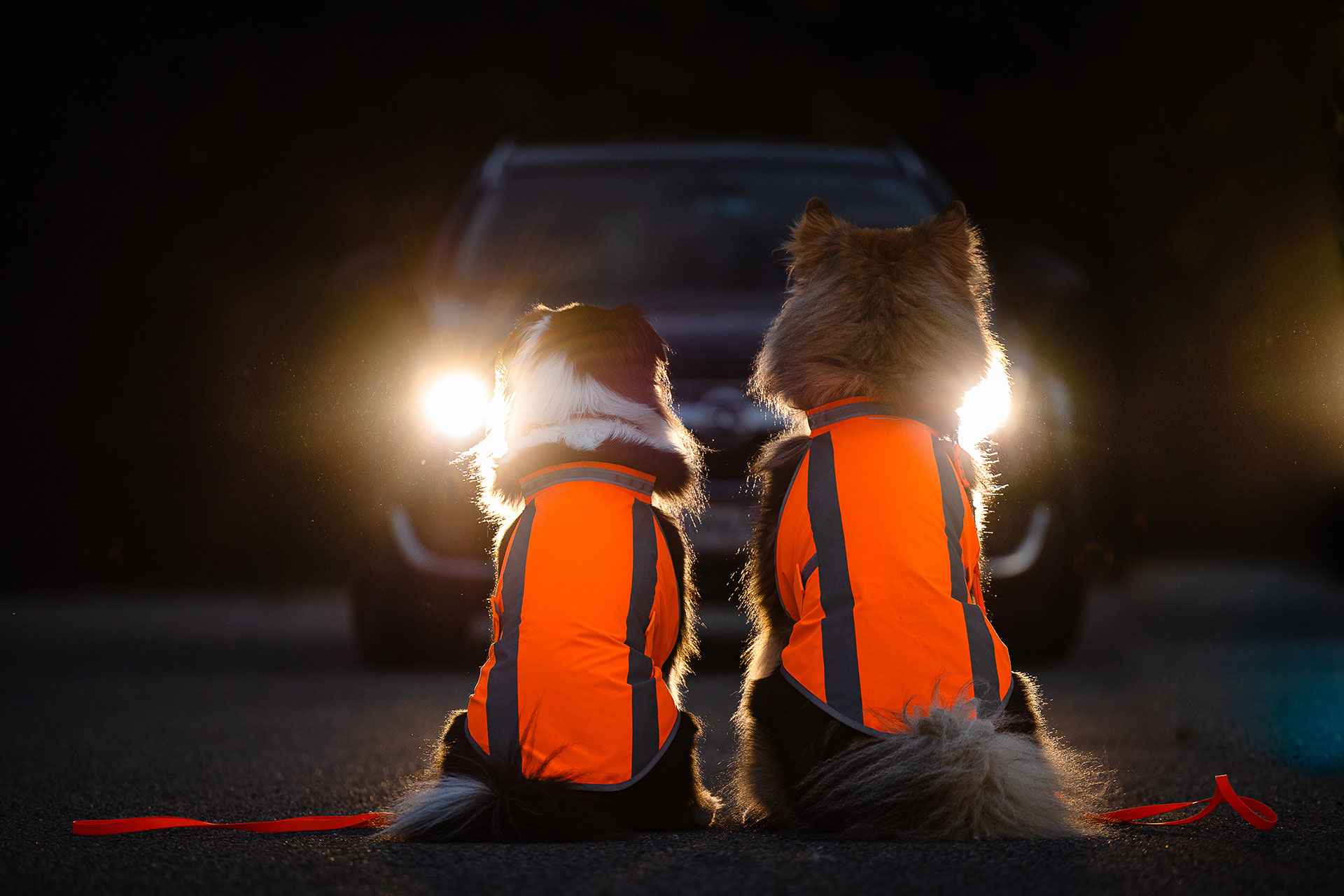Eurasier mit neonfarbenen isartau Warnwesten im Straßenverkehr gut sichtbar