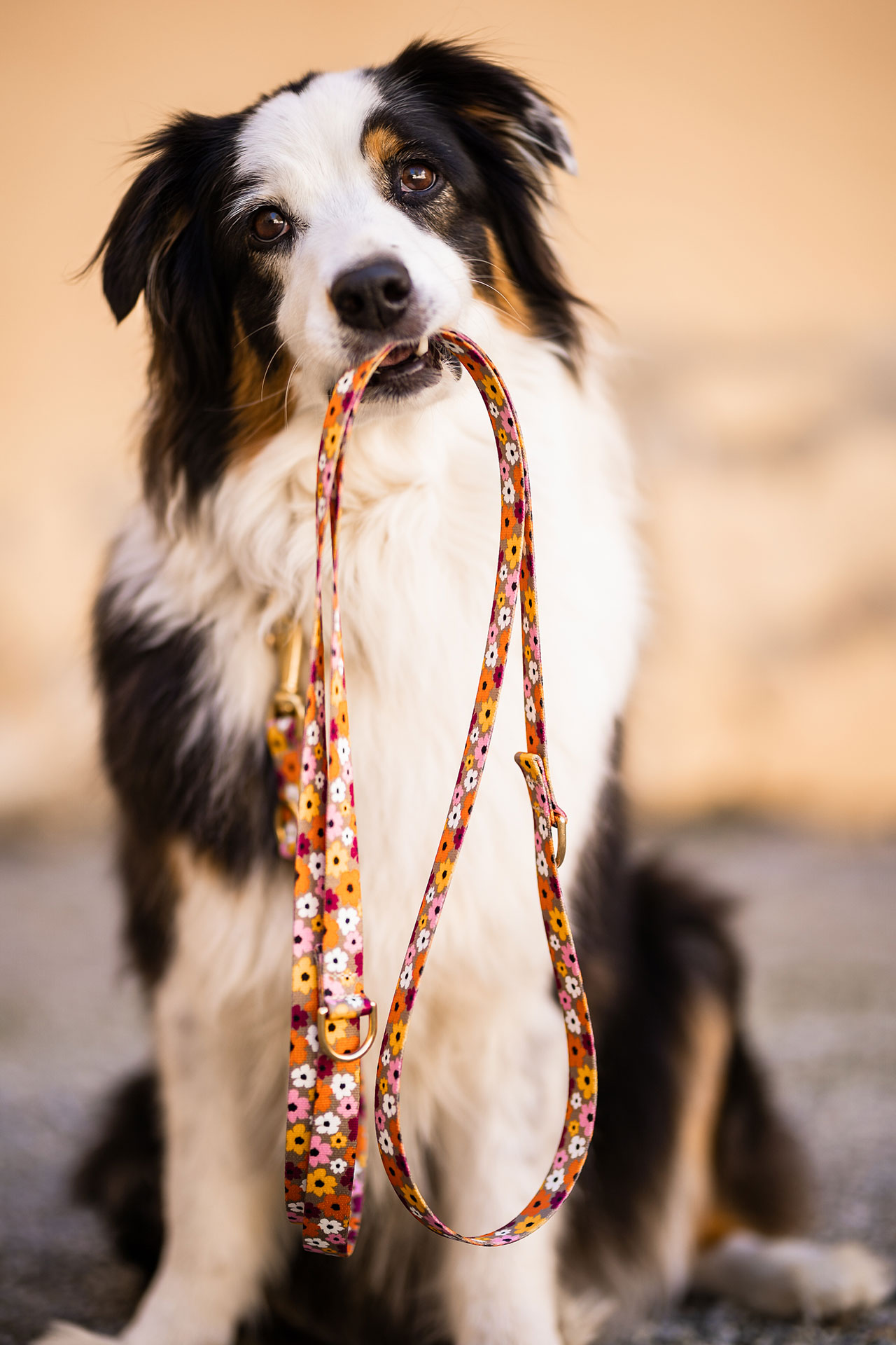 Aussie trägt Leine im Mund, Design Blumenmeer, Modell Umhängeleine, 250 cm, 3fach verstellbar