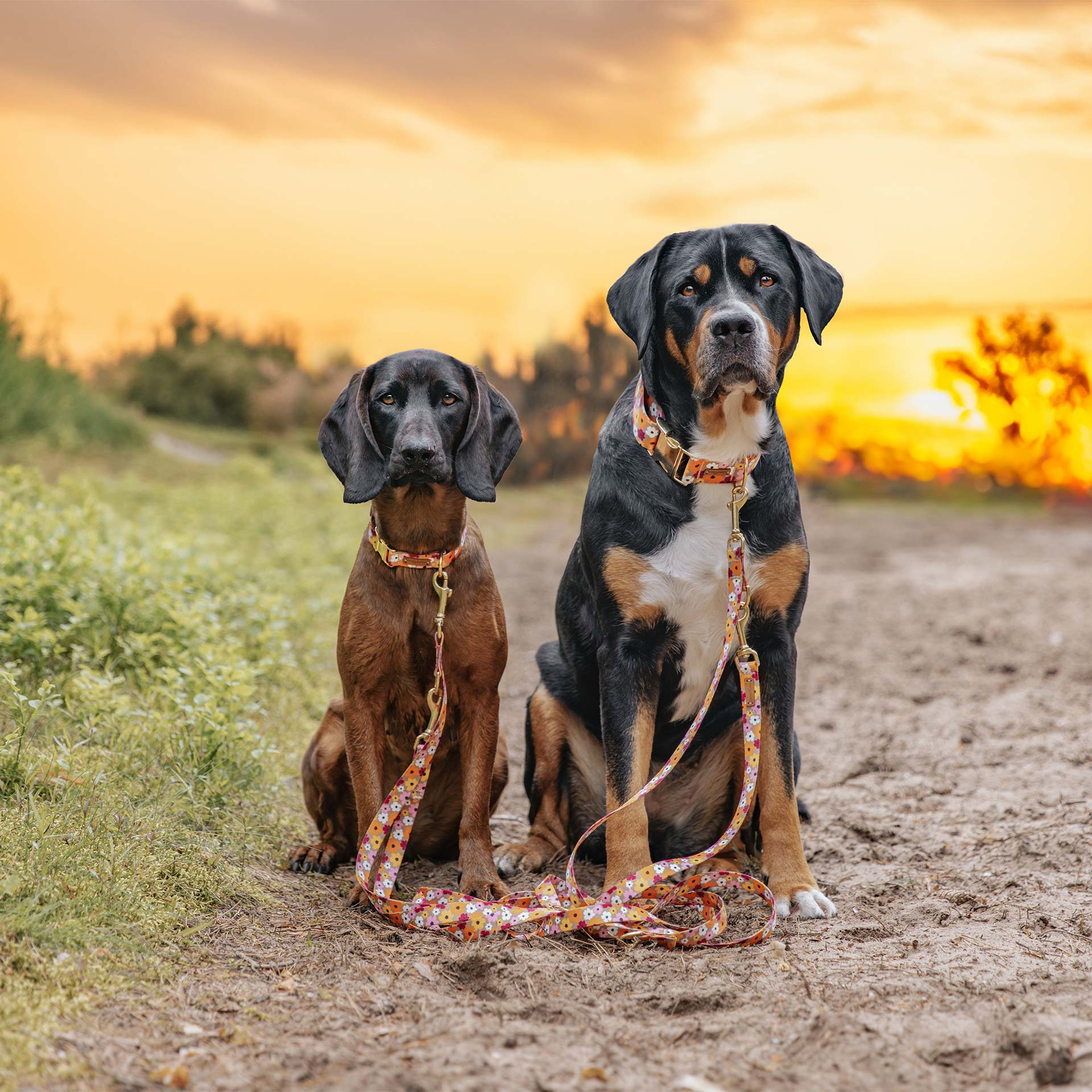 BGS und GSS nebeneinander, beide tragen das Design Blumenmeer als Halsband und Leine