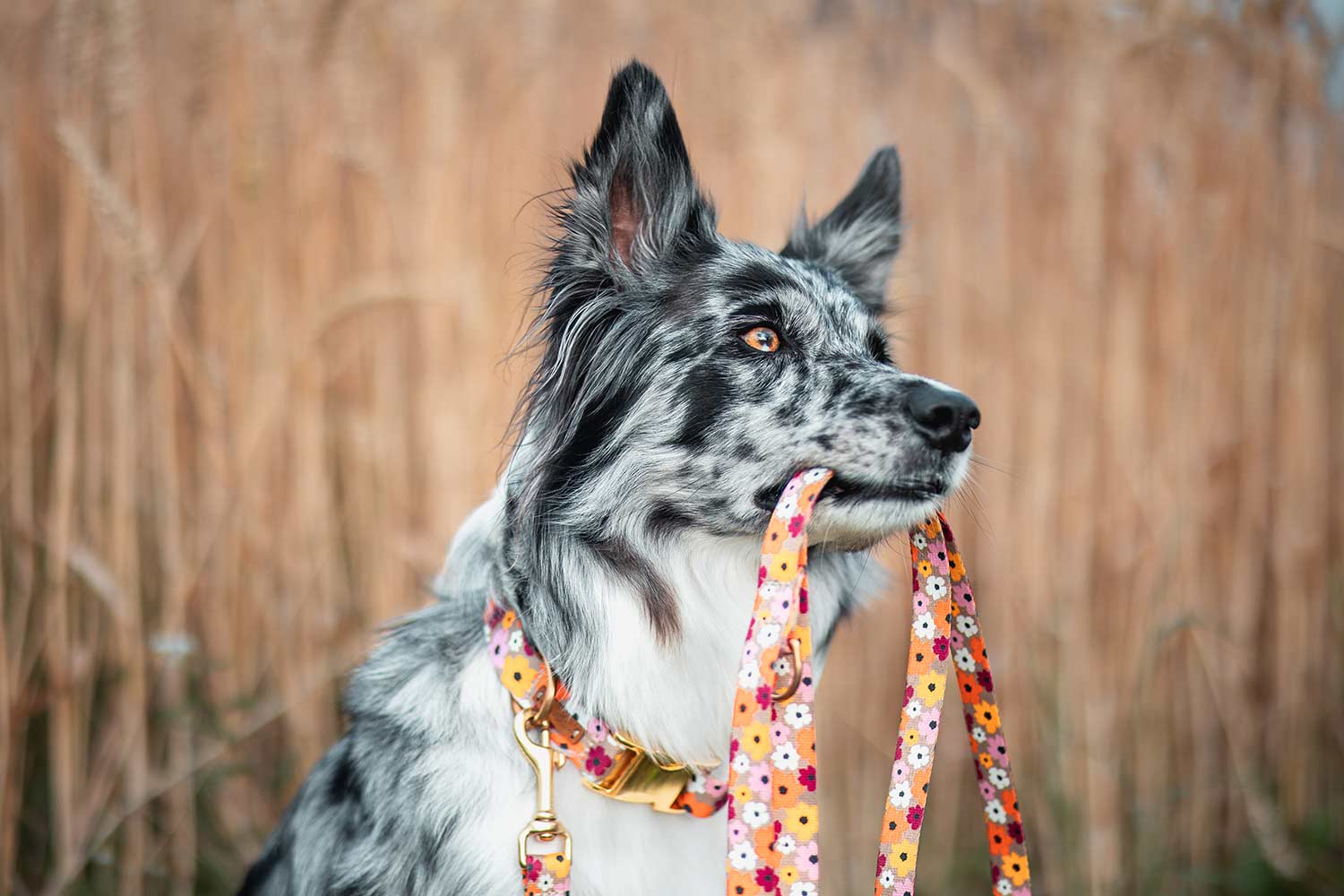 Australian Shepard Kornfeld, Halsband und Leinenset im Design Blumenmeer