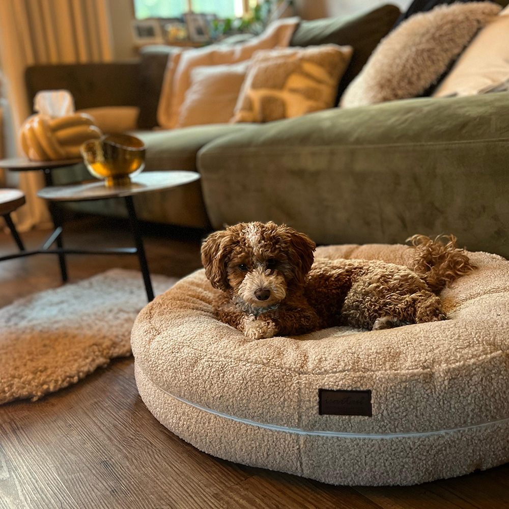 Maltipoo liegt in runden Hundebett Bagelbettchen, Farbe Teddy Sand