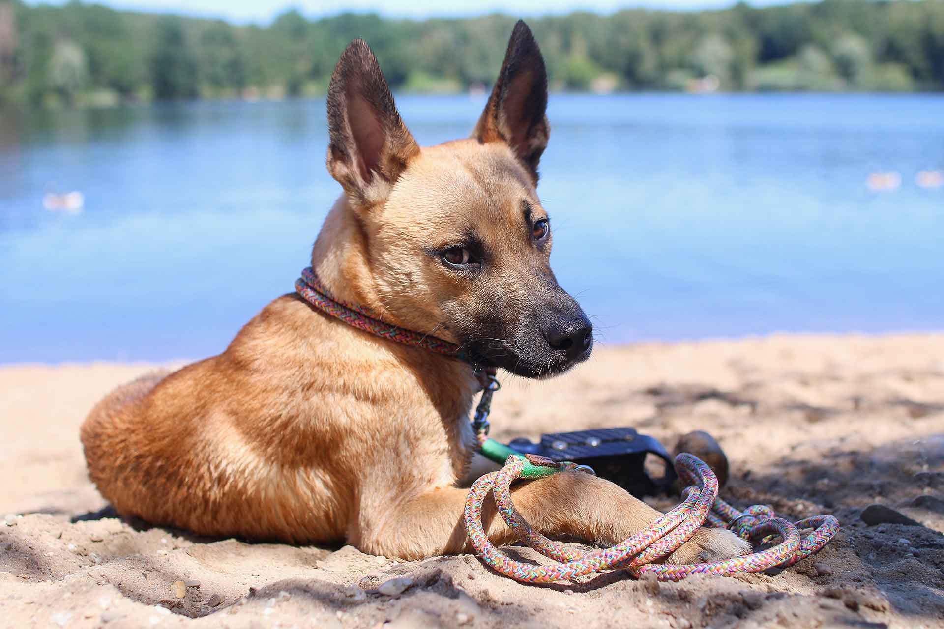 Hund Mateo liegt mit Beinprothese am Strand, Tauhalsband Easy Summer