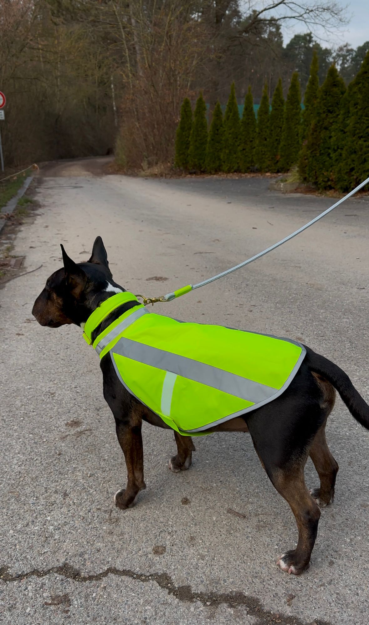 Bullterrier in neongelber Hundewarnweste