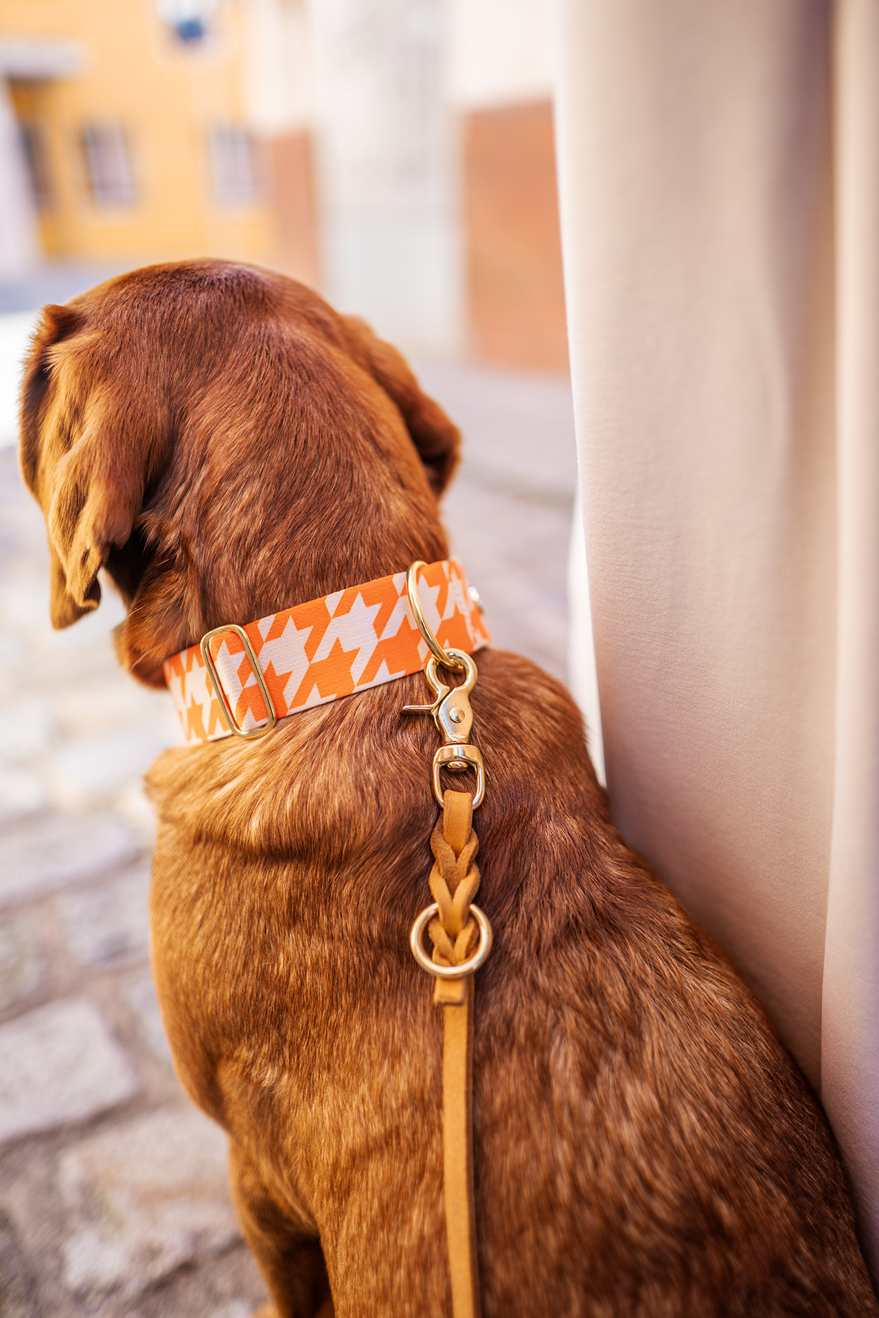 Labrador mit Designerhalsband Wandler, Größe XL und Lederleine Cognac