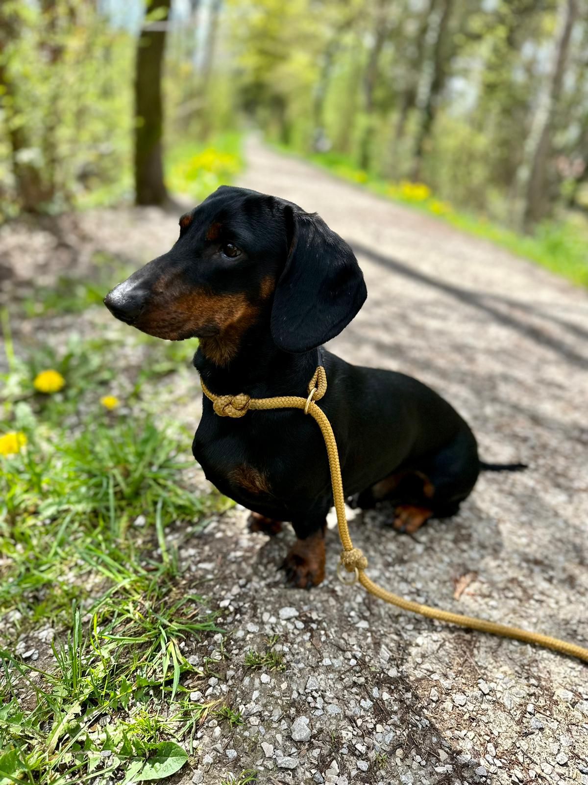 Dackel mit Retrieverleine Sweet Toffee Dunkelbraun