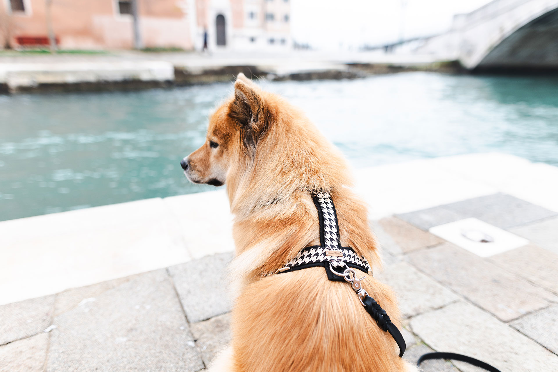Schwarze Lederleine und passendes Hungeschirr in Schwarz - Weiß an Eurasier Hündin in Venedig