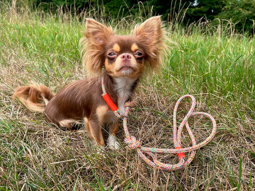 Chihuahua Cinna Retrieverleine Easy-Summer Neonorange (Softtau 8mm)