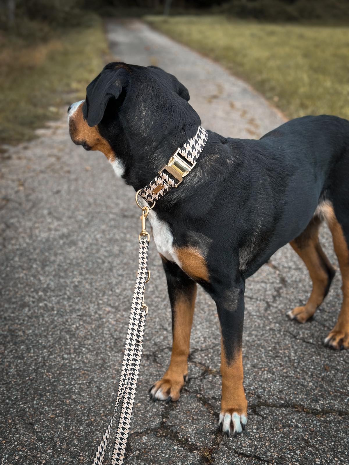 Großer Schweizer Sennenhund mit Halsband und Leine im design Stadtgeflüster