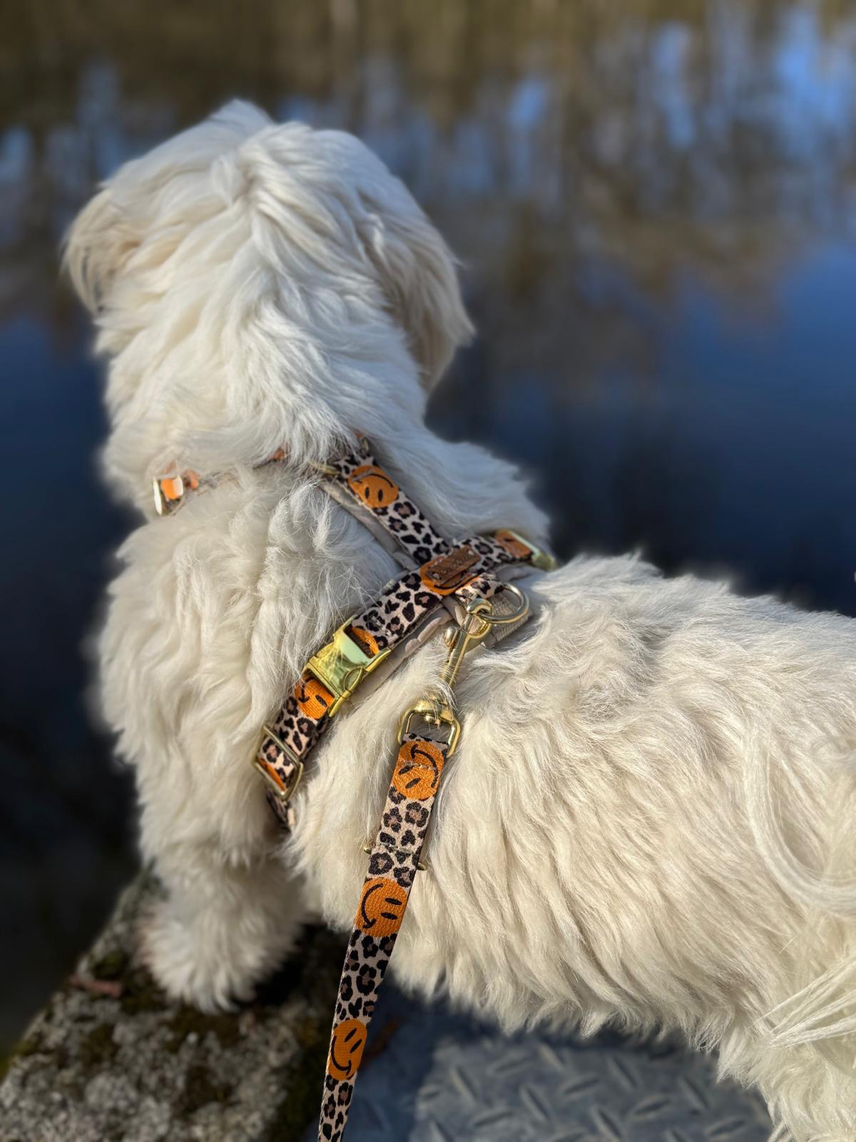 Kleiner weißer Hund in Designer-Set: Hundeschirr und Leine Leo Smile