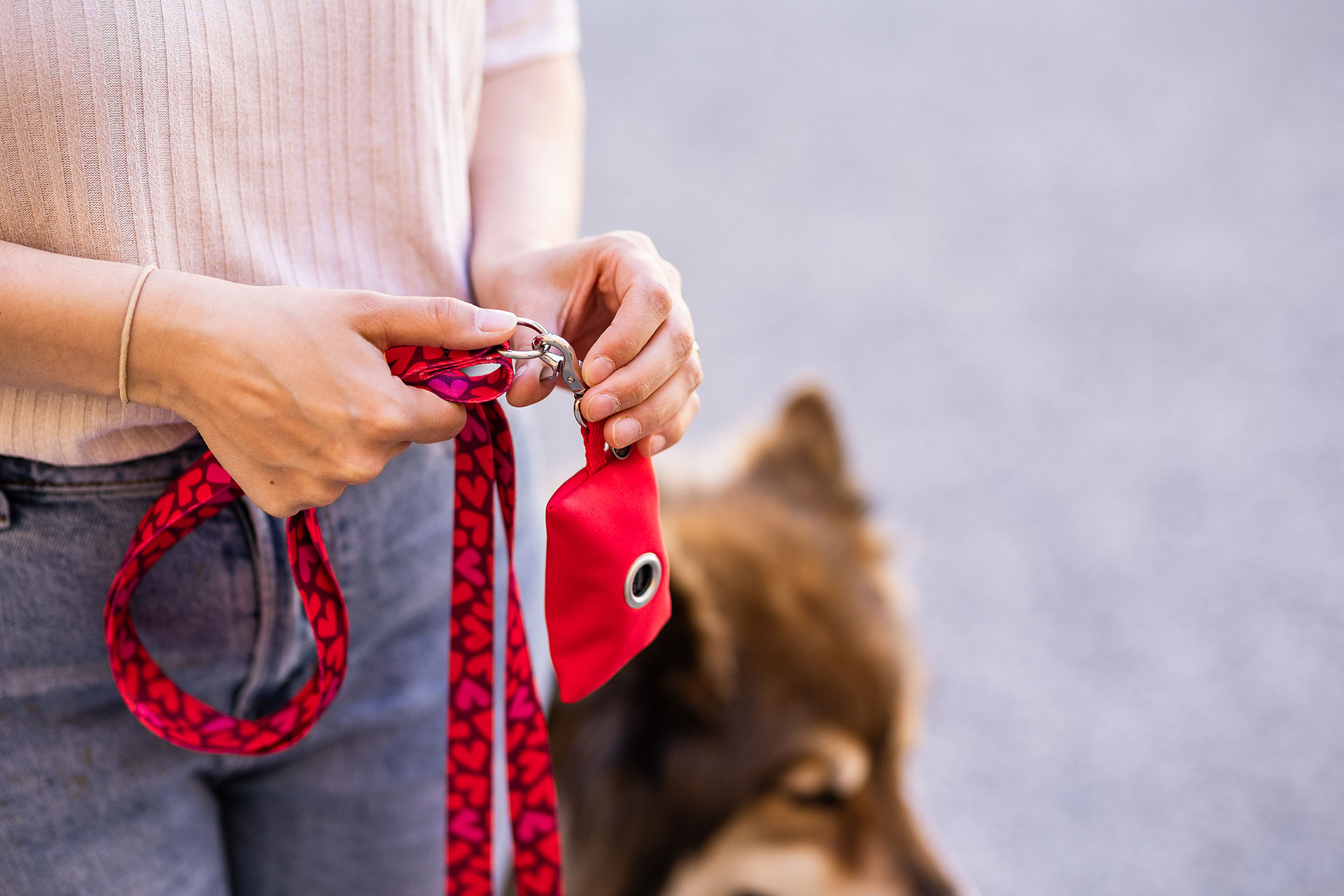 Fokus auf Designerleine Herzklopfen, Kotbeutelspender Rot