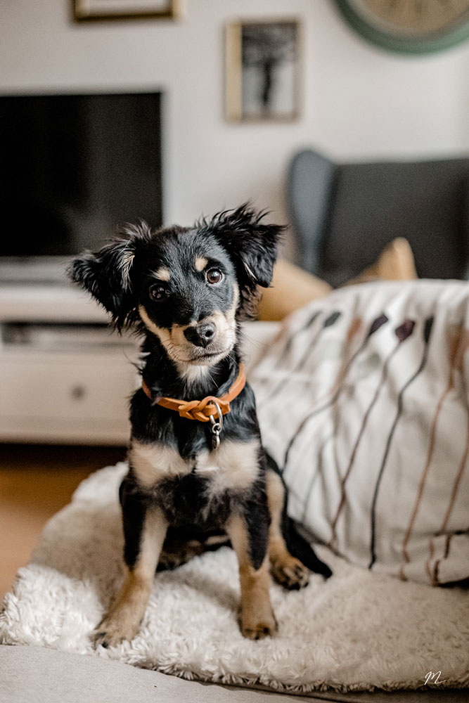 kleiner Hund im Markenband aus leder farbe Cognac