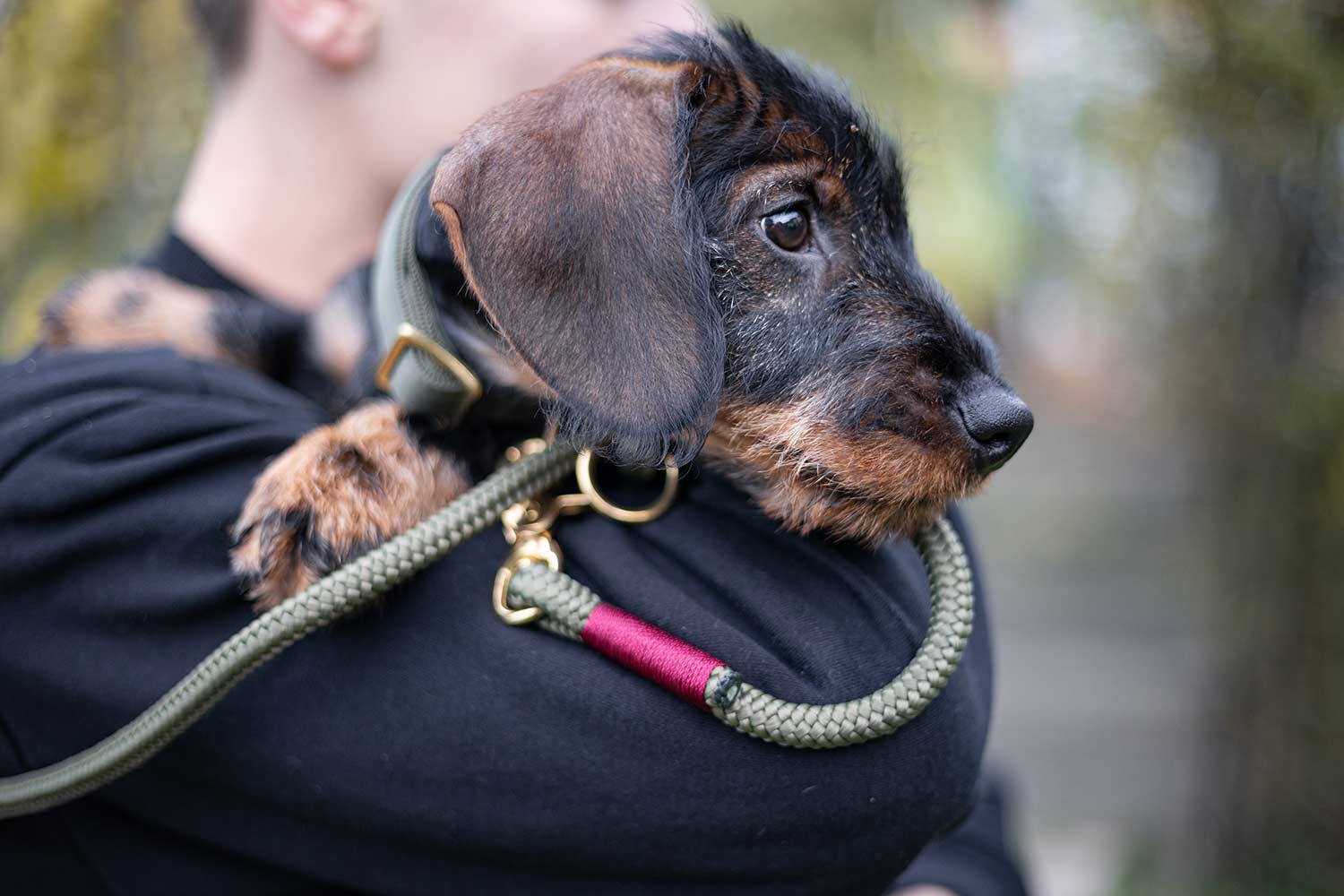 Olivefarbenes Welpenhalsband an Dackelwelpe mit passender Tauleine