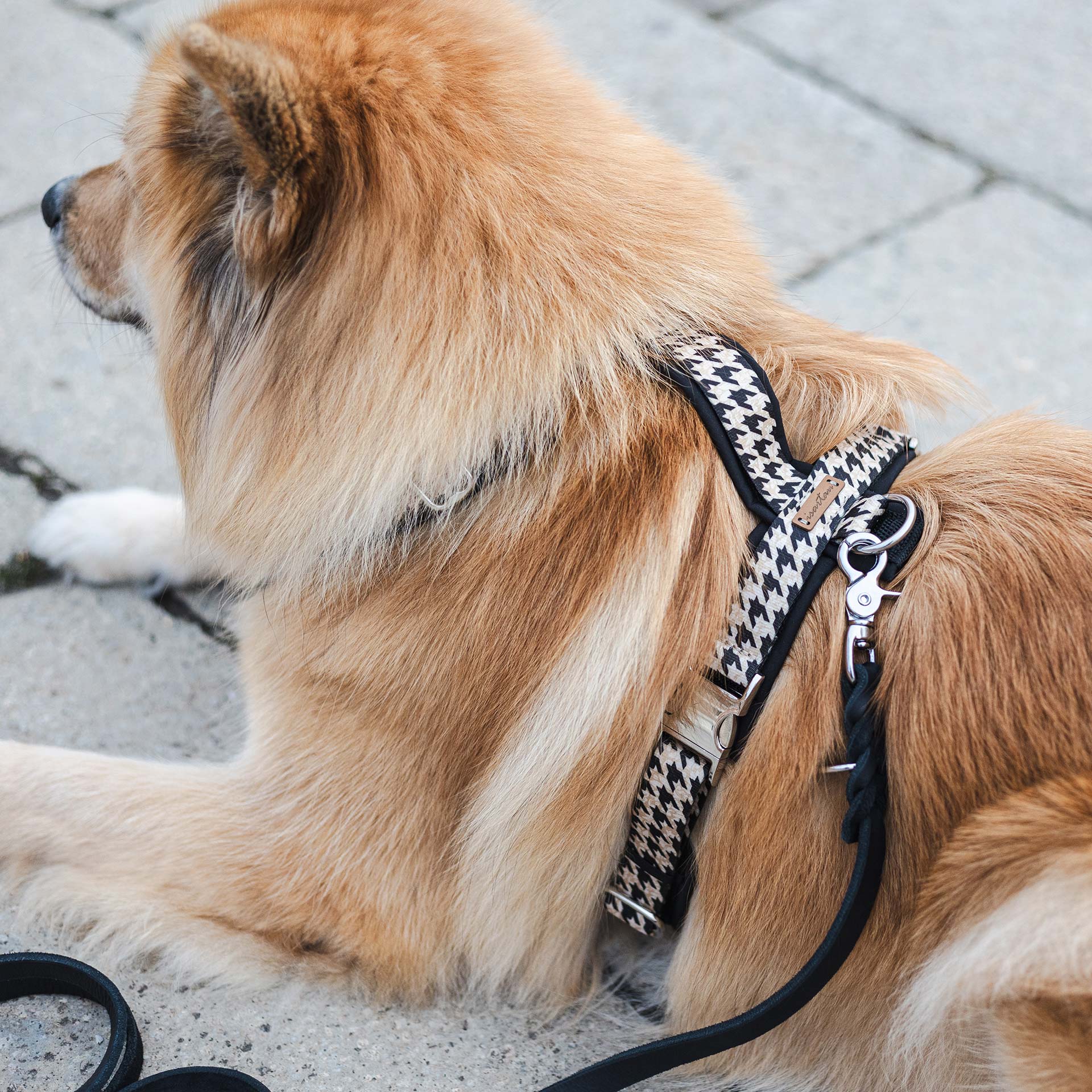 Eurasier mit schwarz-weißem Hundegeschirr im Design Stadtgeflüster