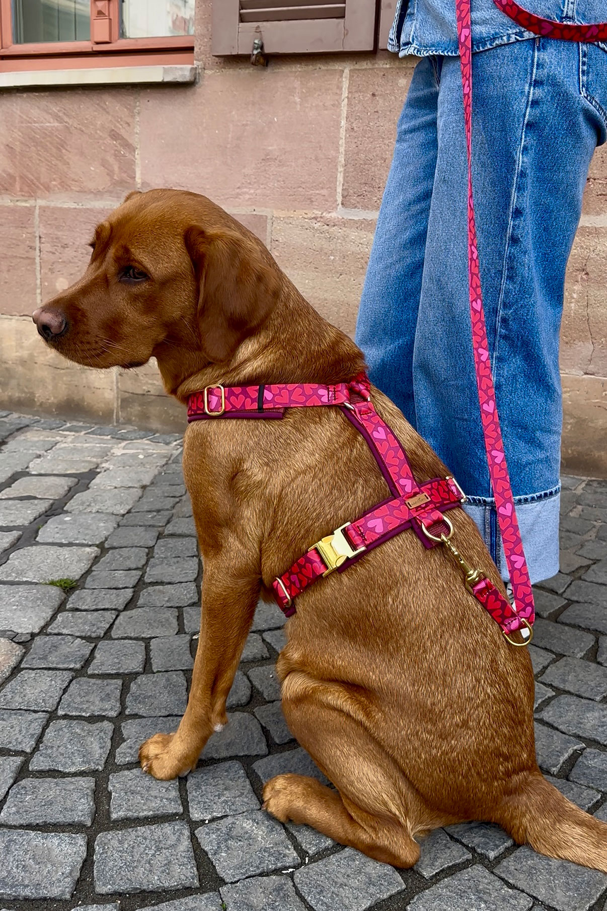 Labrador in Hundegeschirr Herzklopfen, Größe L, goldfarbene Beschläge