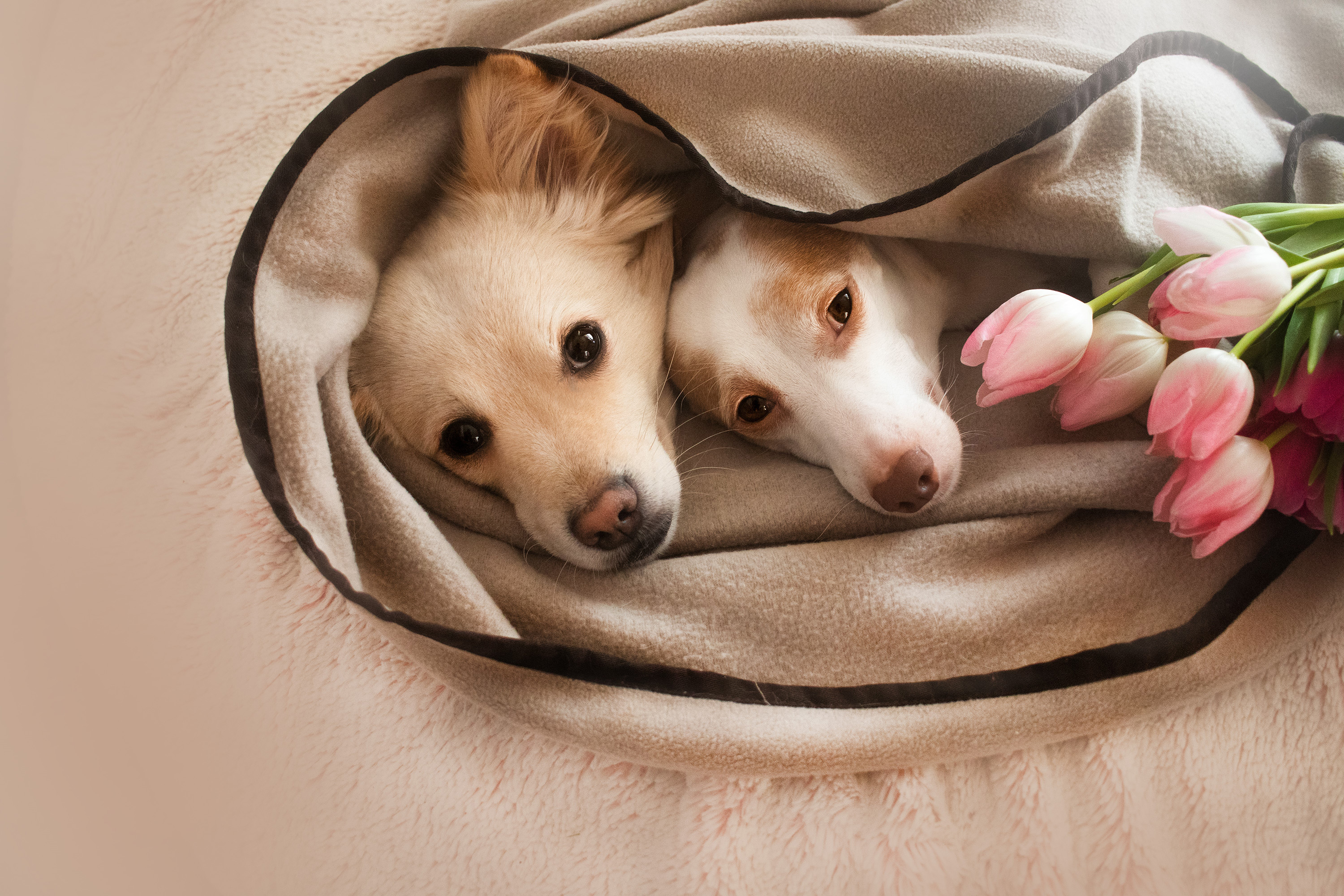 Hunde kuscheln in schmusedecke Beige