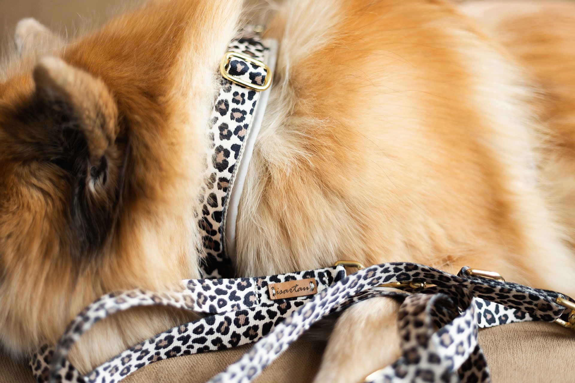 Eurasier trägt Hundegeschirr