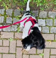 Parson Terrier Frieda 7,5kg  Geschirr Herzklopfen Gr. S