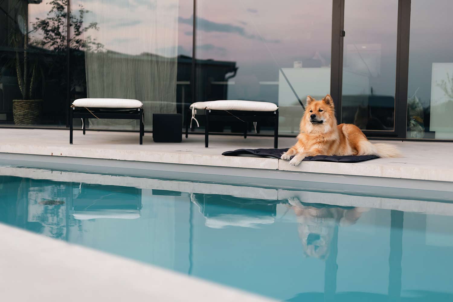 Eurasier liegt auf grauer Reisedecke am Pool