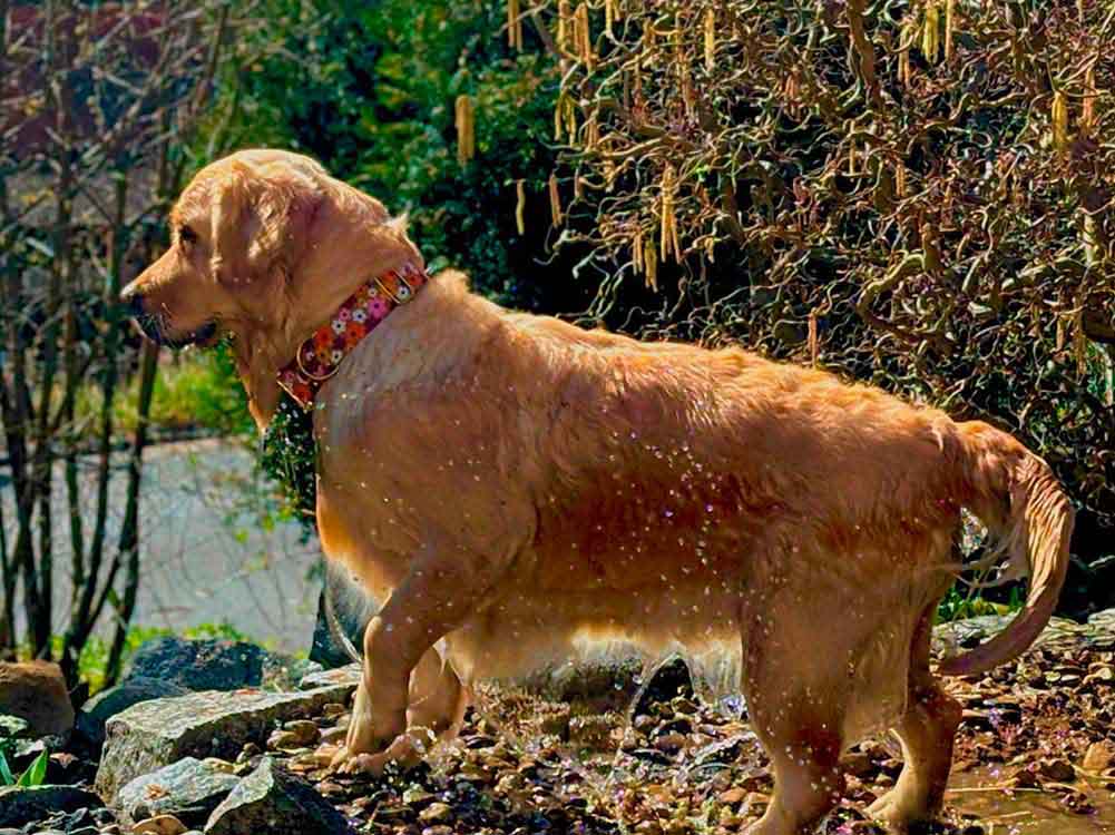 Golden-Retriever-Coco-in-Halsband-Blumenmeer