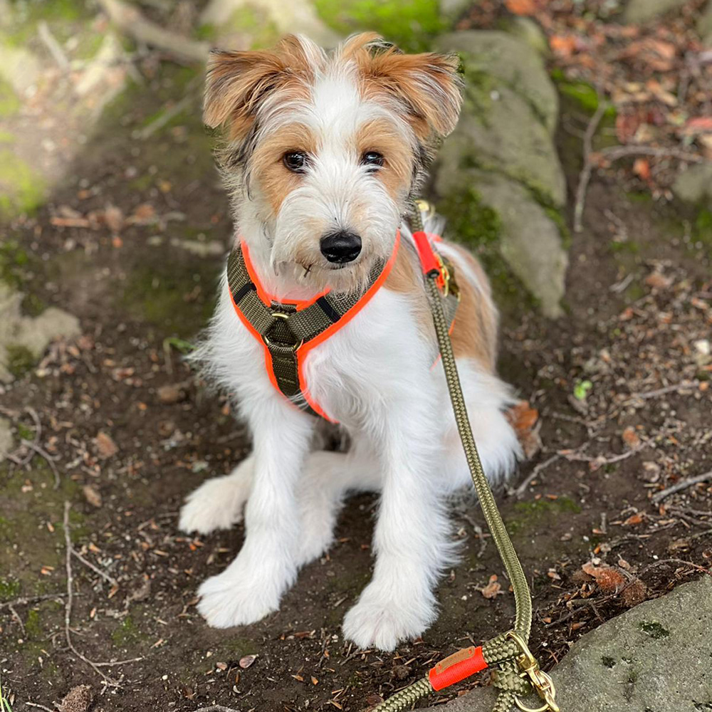 Kromfohrlaender Welpe in Welpengeschirr Oliv-Orange