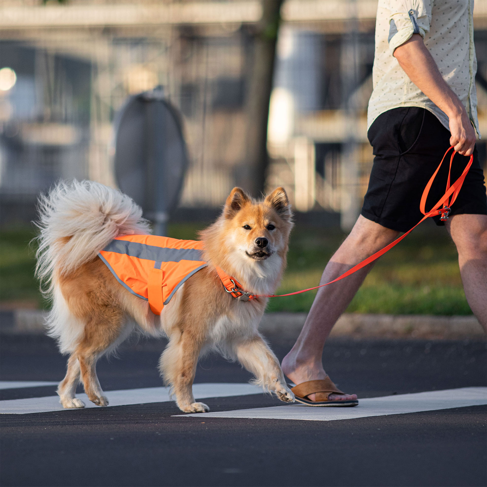Hund im Straßenverkehr mit neonfarbener Warnweste in Orange