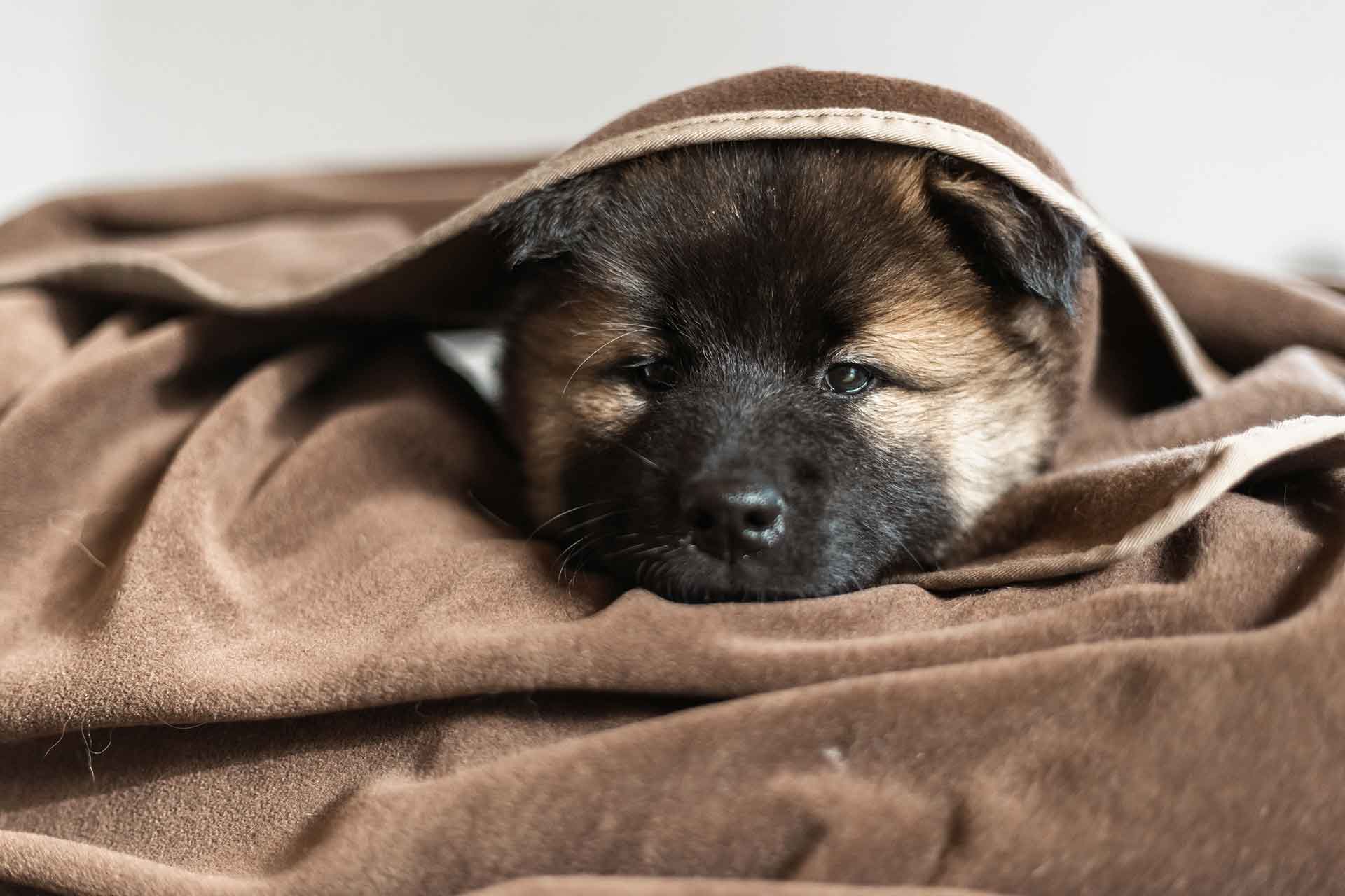 Eurasierwelpe liegt auf brauner Hundedecke – Foto für Hundedecke von isartau