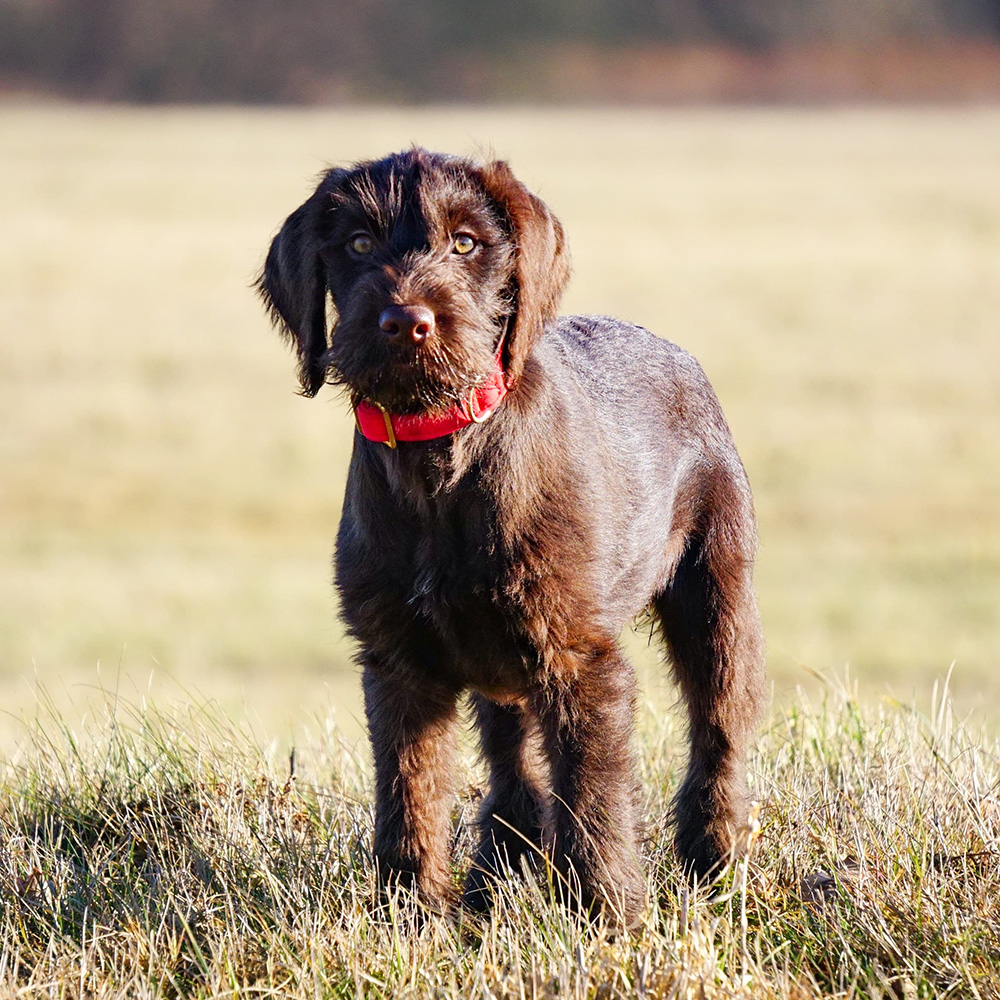 Deutsch Drahthaar Welpe mit rotem Welpenhalsband Softie Rot