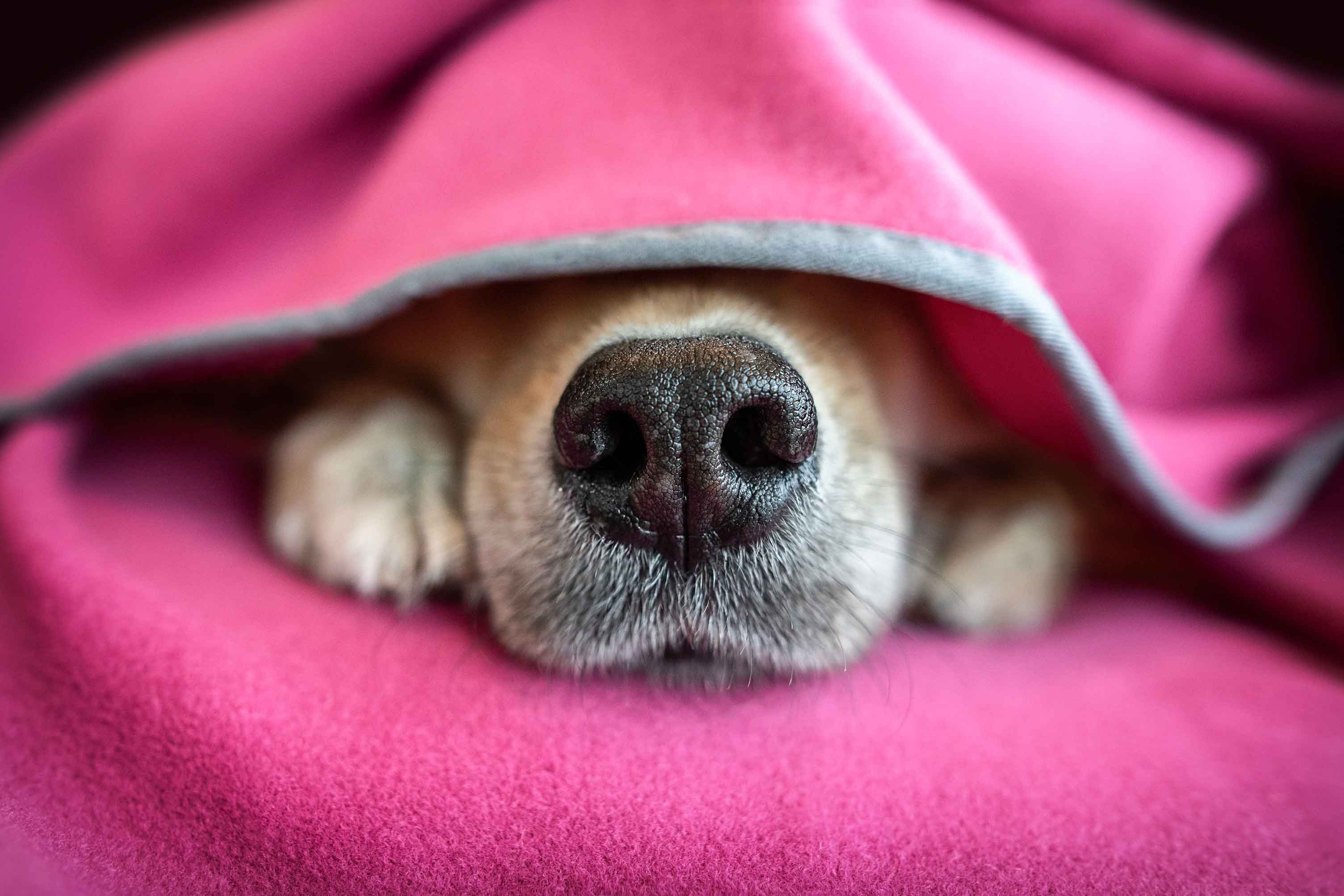 Schmusedecke Magenta mit Hundenase die aus der Decke schaut