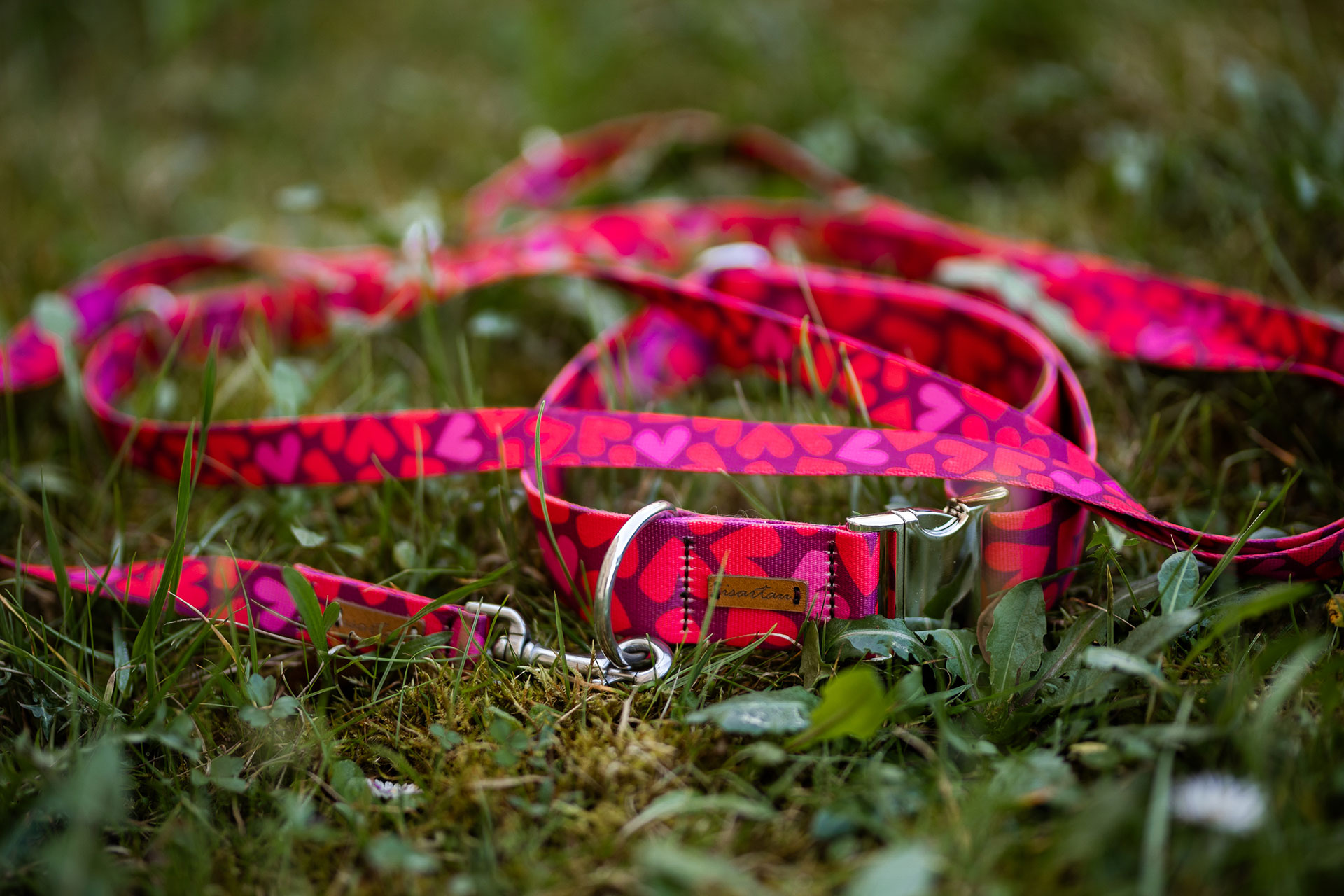 Halsband und Leine mit Herzmotiv liegen dekorativ in der Wiese