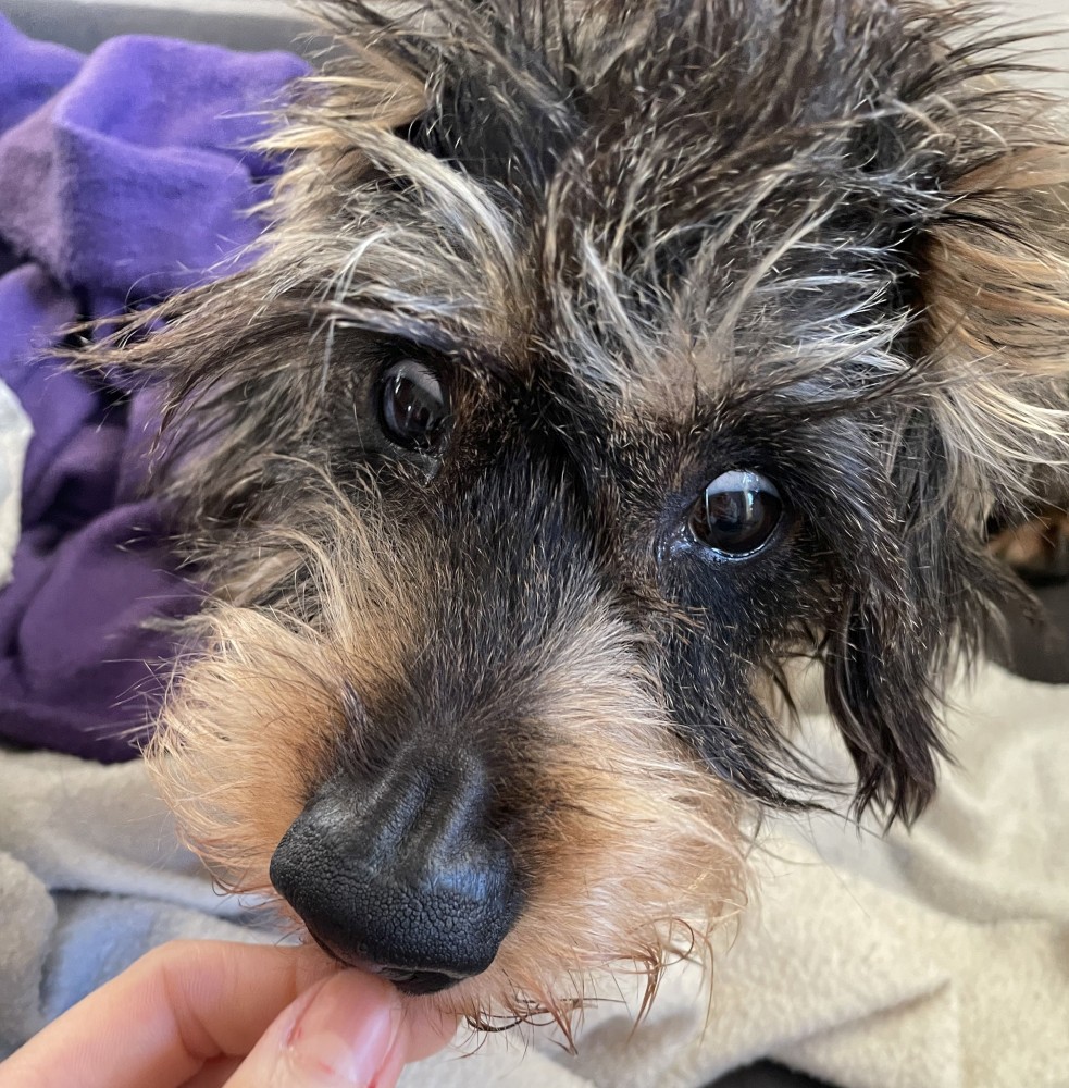 An Tetanus erkrankter Dackel