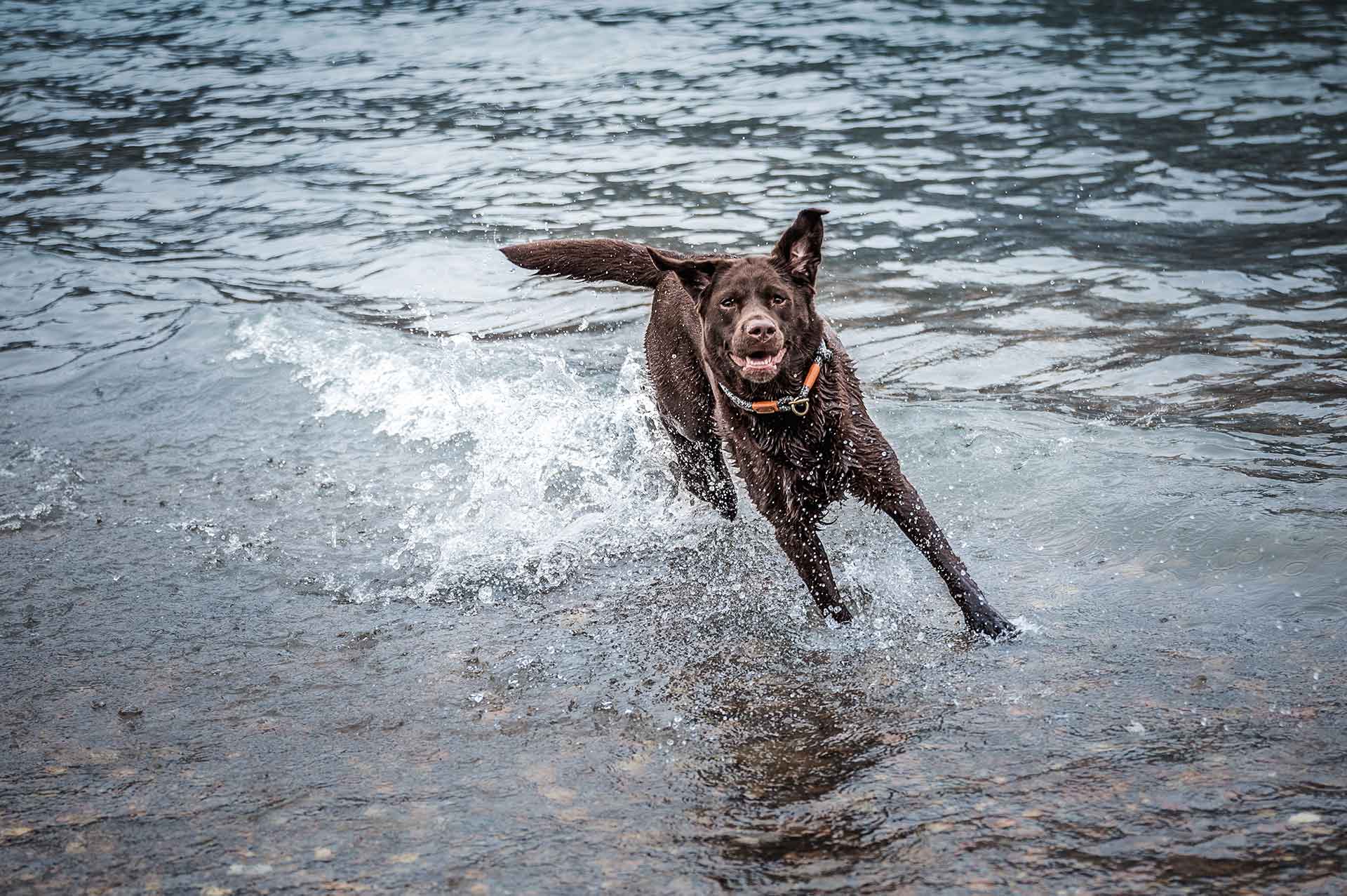 Labrador Nepi springt durch Wassers