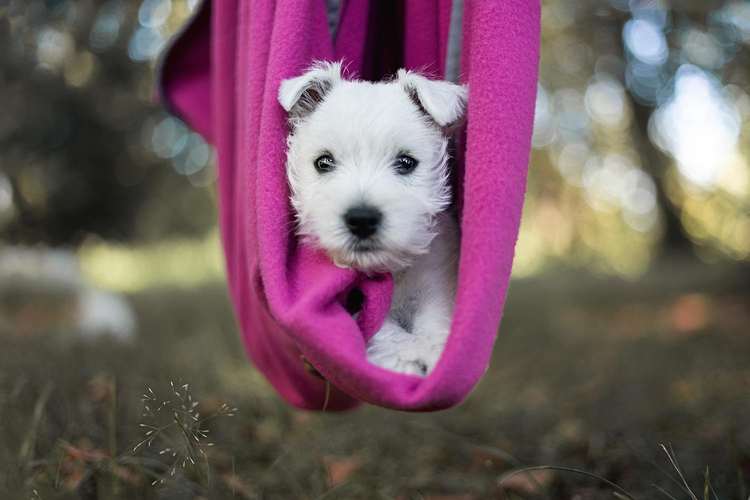 Hundewelpe kuschelt in Schmusedecke Magenta, Decke zu Hängematte geformt