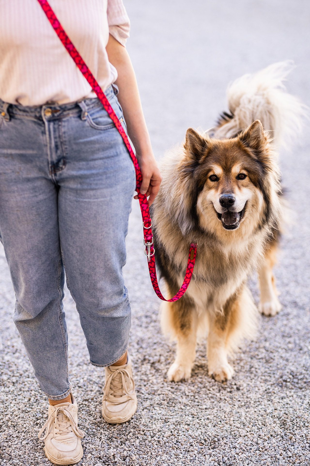 Eurasier an Designerleine Herzklopfen, Modell Umhängeleine