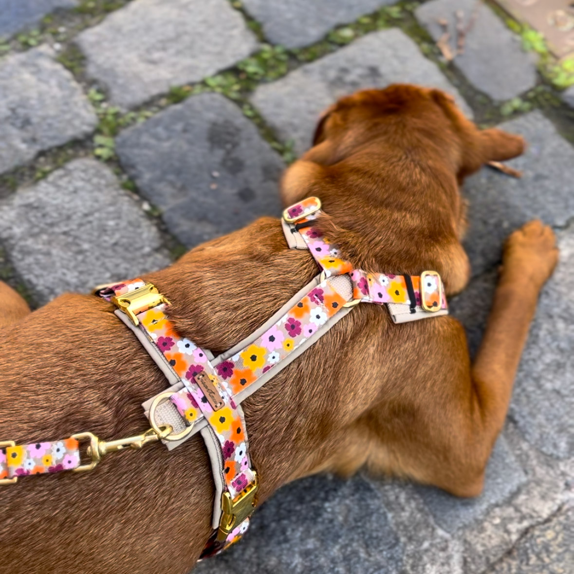 Detailaufnahme Rückenansicht auf Labrador Nala im Hungeschirr Blumenmeer, gepolstert mit beigen Softshell