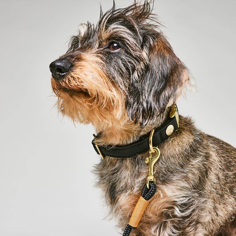 Dackel trägt schwarzes Hundehalsband aus Softshell, Hundehalsband Softie Schwarz mit schwarzer Tauleine Black Mamba ROST Orange