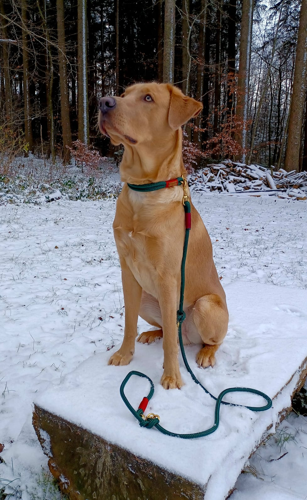 Labrador Chipo in Evergreen Christmas Softtau 10mm