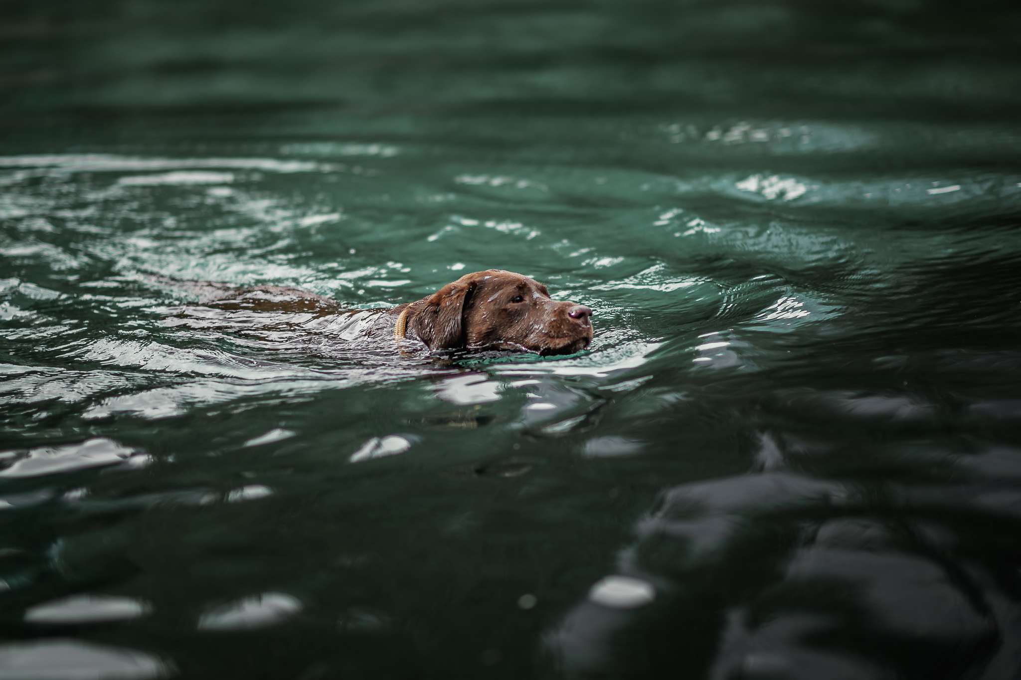 Labrador schwimmt durch Wasser, mit beigem Tauhalsband