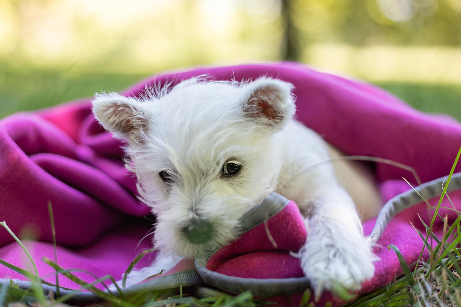 Westie kuschelt in Schmusedecke Magenta