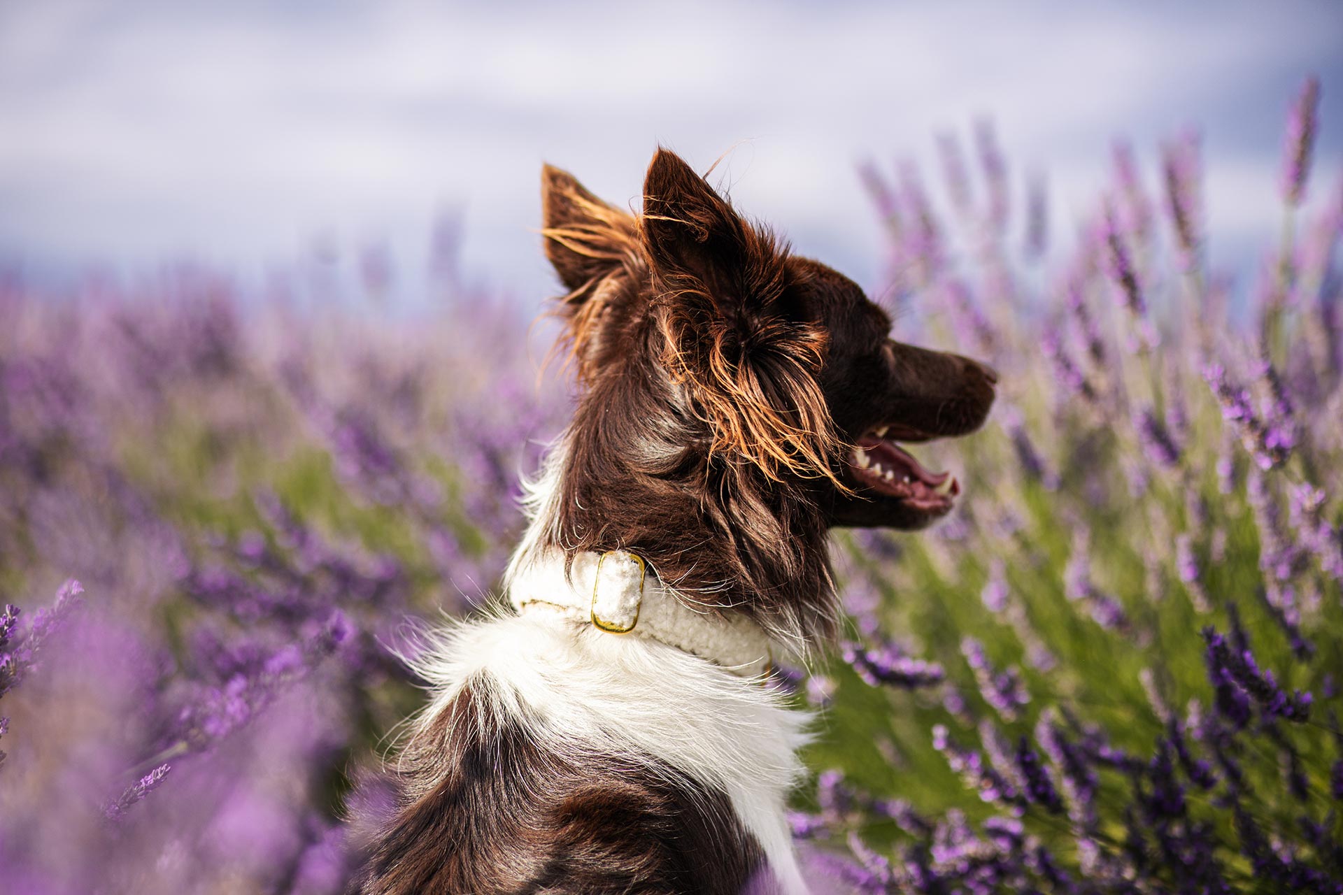 Aussie in Halsband Wooly im Lavendelfeld
