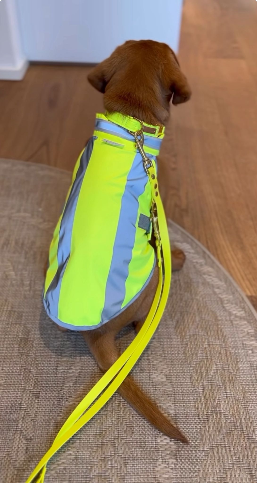 Neongelbe Warnweste an Labrador Welpe Nala