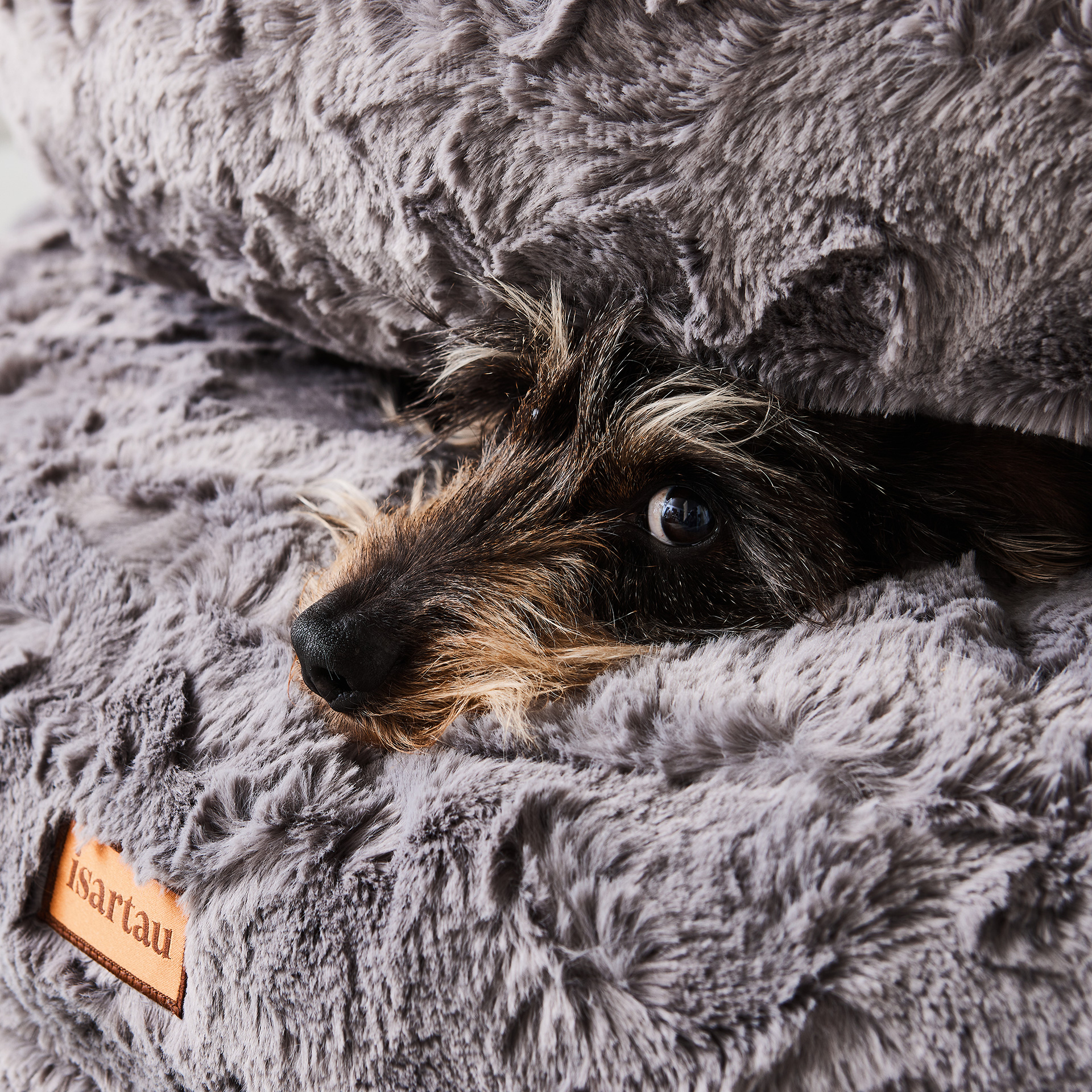 Dackel Enzo blickt aus seiner Hundebetten Burg, graue Bagel liegen übereinander