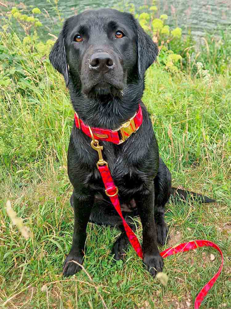Labrador-Skye-in-Herzklopfen,-Halsband-Breite-3
